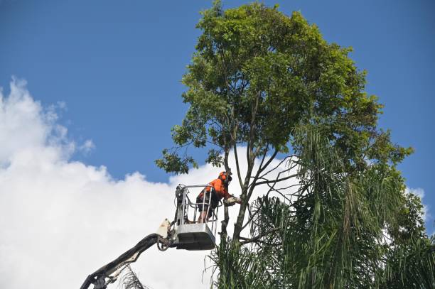 Dundee, FL Tree Care Company